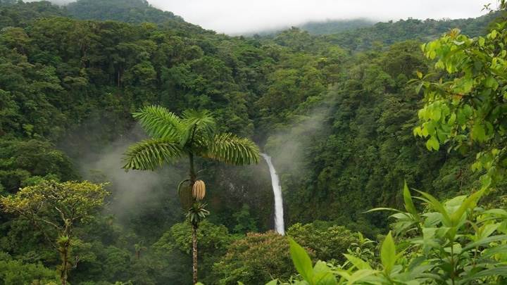 Little Waterfall In Greenery